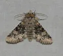 Unciella primula - Hodges#10111 - photo 5