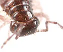 Underwoodia iuloides - photo 2