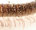 Underwoodia iuloides - photo 3