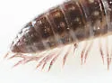 Underwoodia iuloides - photo 4