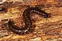 Underwoodia iuloides - photo 5