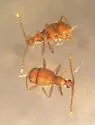 Undescribed-species