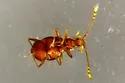 Undescribed-species - photo 2