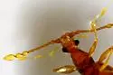 Undescribed-species - photo 3