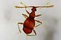 Undescribed-species - photo 4