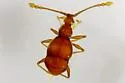 Undescribed-species - photo 5