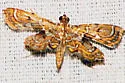 Leatherleaf Fern Borer Moth - Hodges#4741