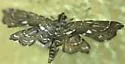 Leatherleaf Fern Borer Moth - Hodges#4741 - photo 2