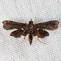 Leatherleaf Fern Borer Moth - Hodges#4741 - photo 4