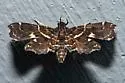 Leatherleaf Fern Borer Moth - Hodges#4741 - photo 5