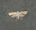 Undulambia rarissima - Hodges#4742