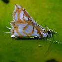 Undulambia rarissima - Hodges#4742 - photo 2