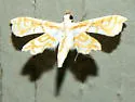 Undulambia rarissima - Hodges#4742 - photo 4