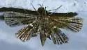Undulambia striatalis - Hodges#4740