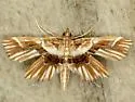 Undulambia striatalis - Hodges#4740 - photo 2