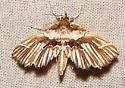 Undulambia striatalis - Hodges#4740 - photo 3