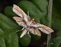 Undulambia striatalis - Hodges#4740 - photo 4