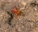 Undulus formosus