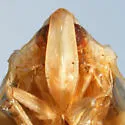 Uniptera ampliata - photo 3