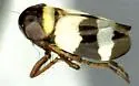 Unoka dramatica - Unoka dramatica
