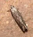 Untomia albistrigella - Hodges#2223 - Untomia albistrigella