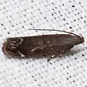 Untomia albistrigella - Hodges#2223 - photo 2
