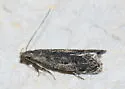 Untomia albistrigella - Hodges#2223 - photo 3