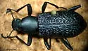 Roughened Darkling Beetle - Upis ceramboides