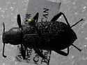 Roughened Darkling Beetle - photo 2