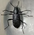 Roughened Darkling Beetle - photo 3