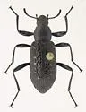 Roughened Darkling Beetle - photo 4