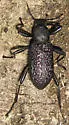 Roughened Darkling Beetle - photo 5