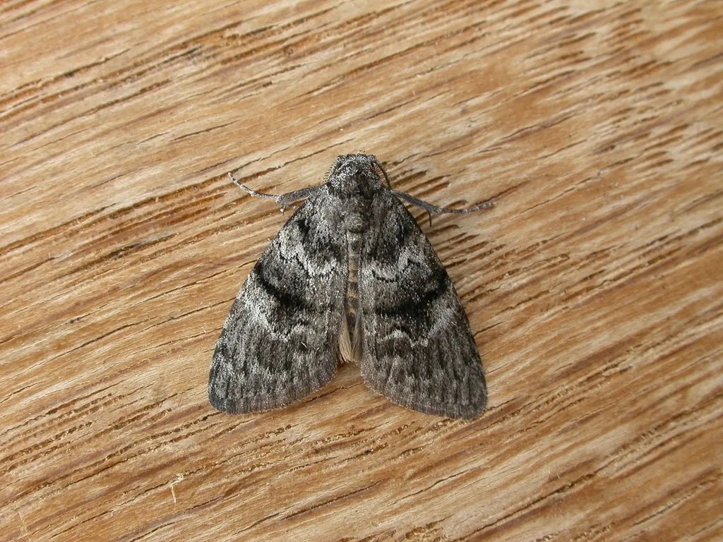Gum Leaf Skeletoniser - photo 2