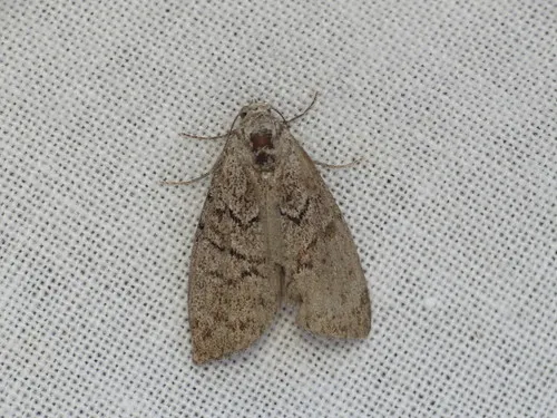 Gum Leaf Skeletoniser - photo 5
