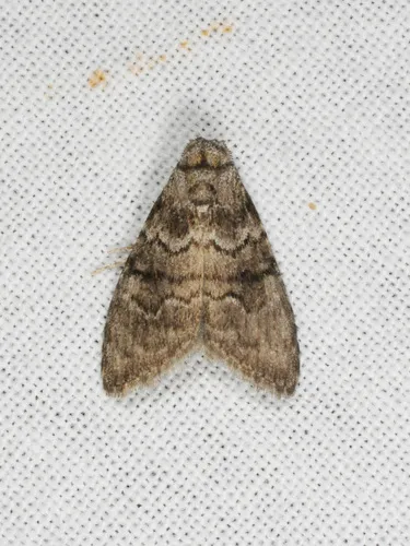 Gum Leaf Skeletoniser - photo 6