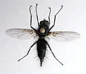 Uramya halisidotae