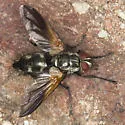 Uramya indita
