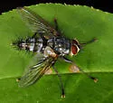 Uramya limacodis
