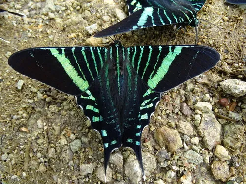 Urania Swallowtail Moth - photo 4