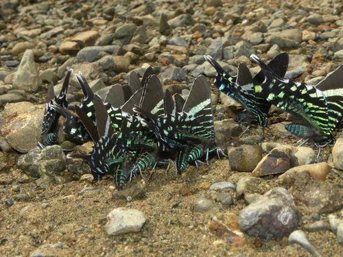 Urania Swallowtail Moth - photo 5