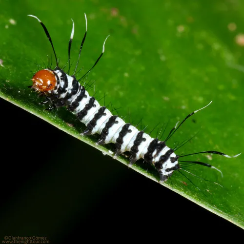 Urania Swallowtail Moth - photo 6