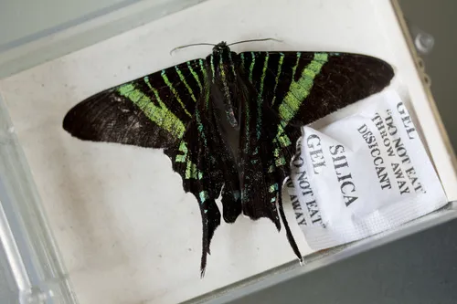 Urania Swallowtail Moth - photo 7