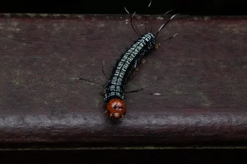 Urania Swallowtail Moth - photo 8