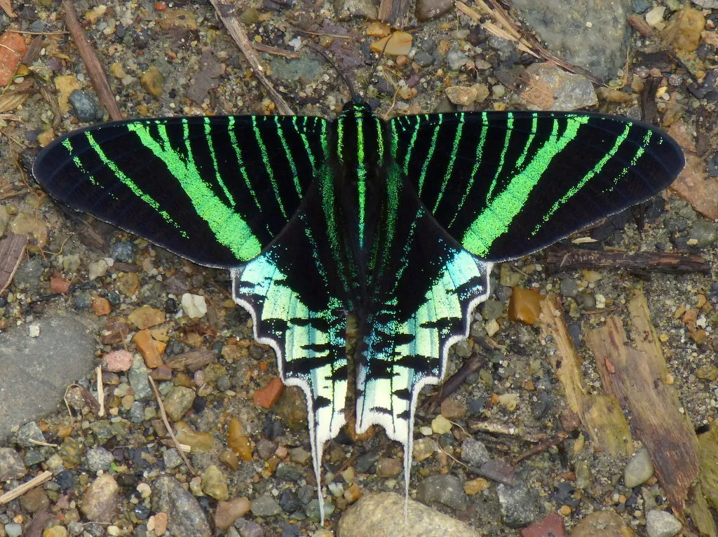 Green-banded Urania - photo 2