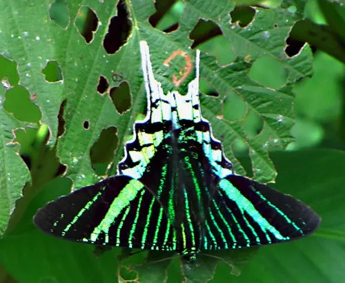 Green-banded Urania - photo 5