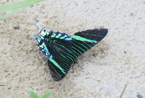 Green-banded Urania - photo 6