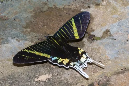 Green-banded Urania - photo 8