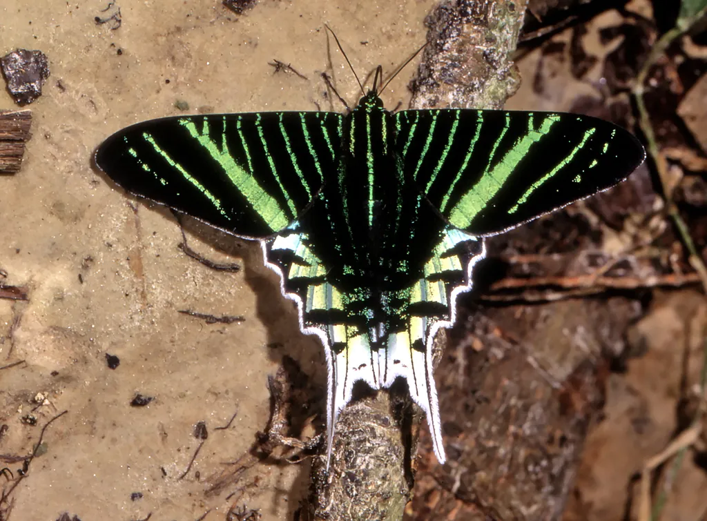 Swallowtail Moths - Uraniidae