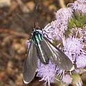 Uranophora leucotelus - Hodges#8271.7 - photo 2