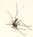Uranotaenia lowii
